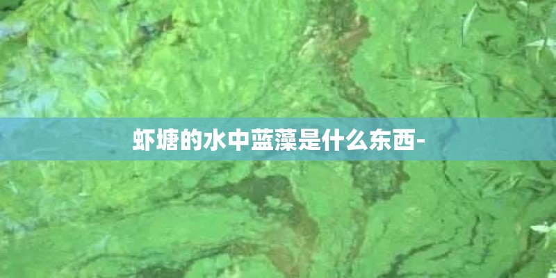 虾塘的水中蓝藻是什么东西-