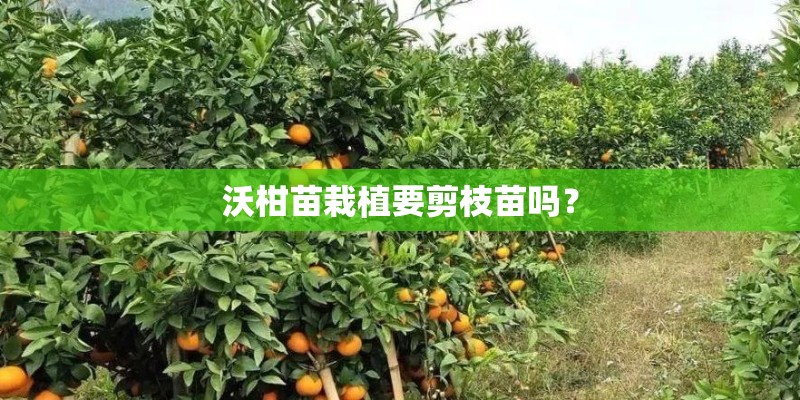 沃柑苗栽植要剪枝苗吗？