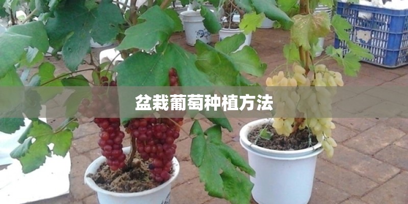 盆栽葡萄种植方法