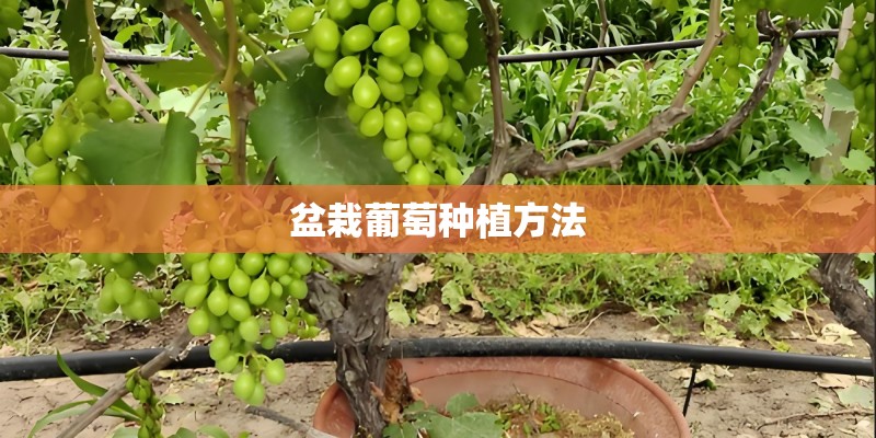 盆栽葡萄种植方法