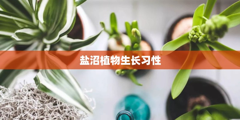 盐沼植物生长习性