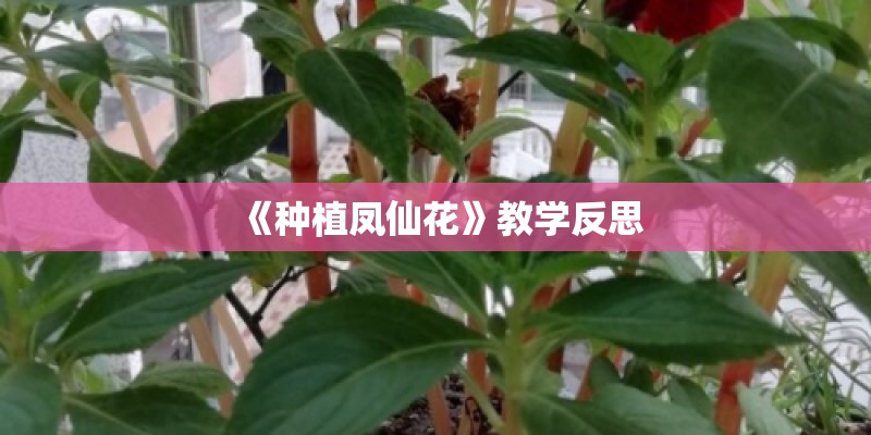 《种植凤仙花》教学反思