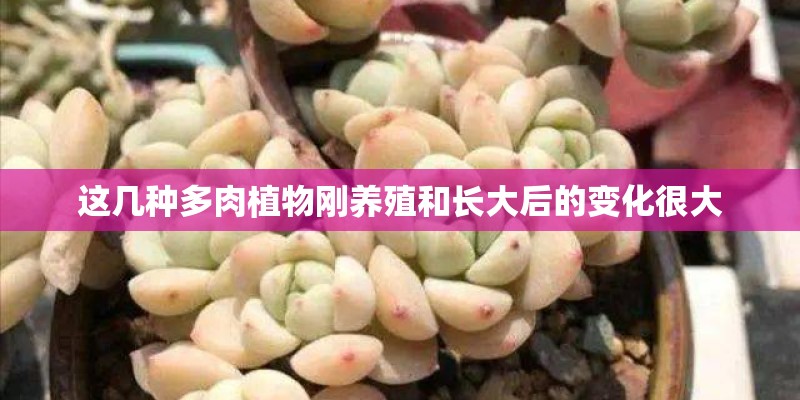 这几种多肉植物刚养殖和长大后的变化很大