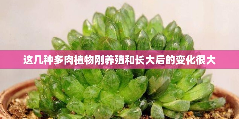 这几种多肉植物刚养殖和长大后的变化很大