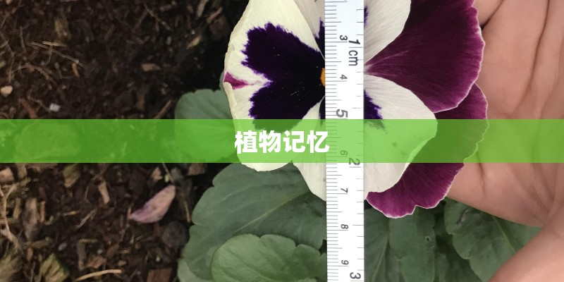 植物记忆