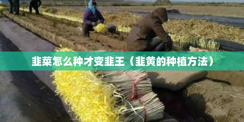 韭菜怎么种才变韭王（韭黄的种植方法）