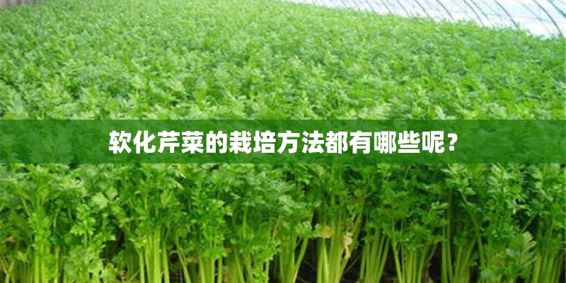 软化芹菜的栽培方法都有哪些呢？