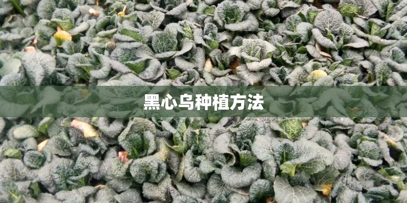 黑心乌种植方法