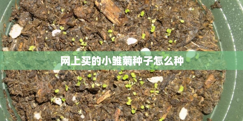 网上买的小雏菊种子怎么种