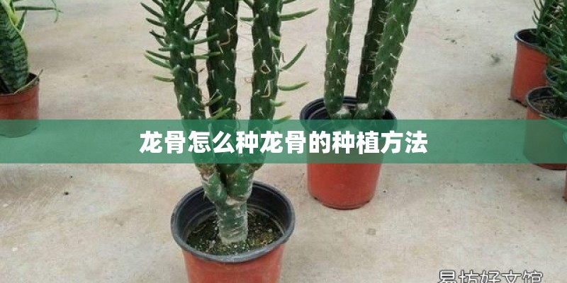 龙骨怎么种龙骨的种植方法