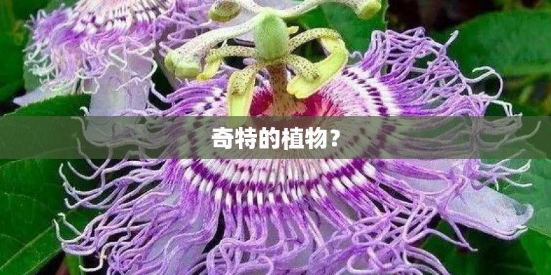 奇特的植物？