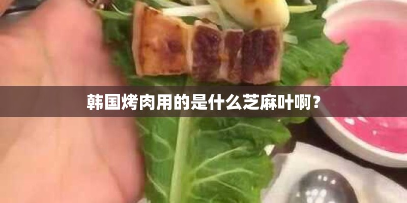 韩国烤肉用的是什么芝麻叶啊？