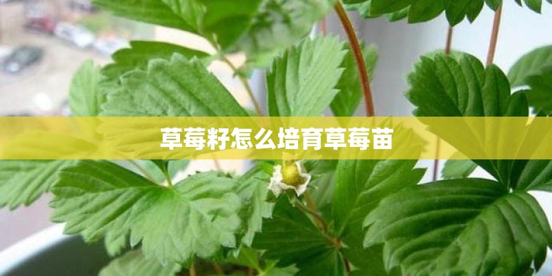 草莓籽怎么培育草莓苗