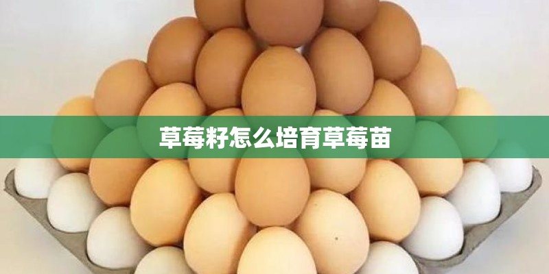 草莓籽怎么培育草莓苗