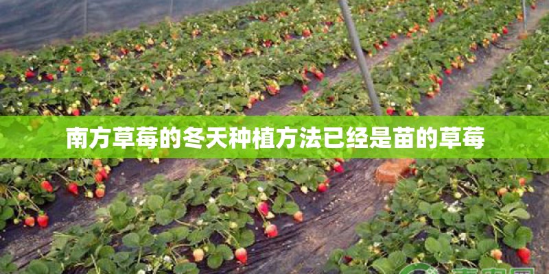 南方草莓的冬天种植方法已经是苗的草莓
