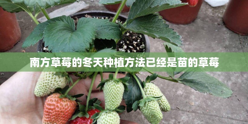 南方草莓的冬天种植方法已经是苗的草莓 南方草莓的冬天种植方法已经是苗的草莓