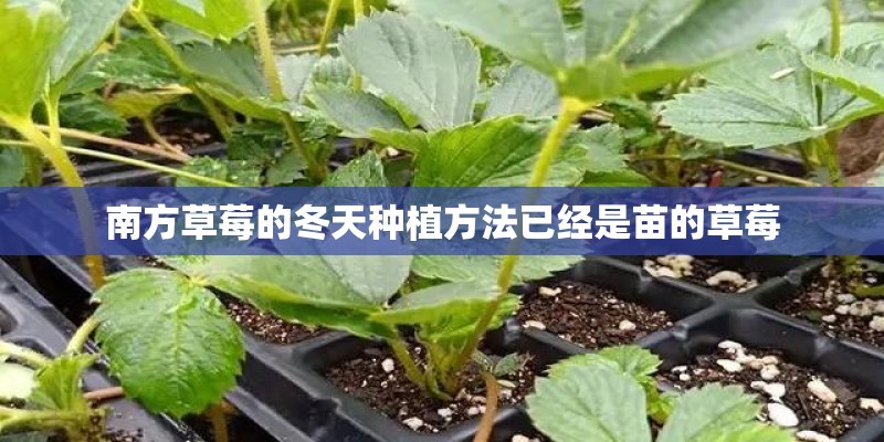 南方草莓的冬天种植方法已经是苗的草莓 南方草莓的冬天种植方法已经是苗的草莓