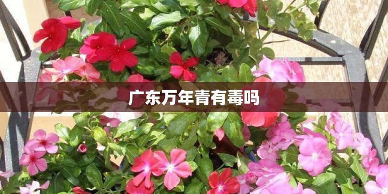 广东万年青有毒吗