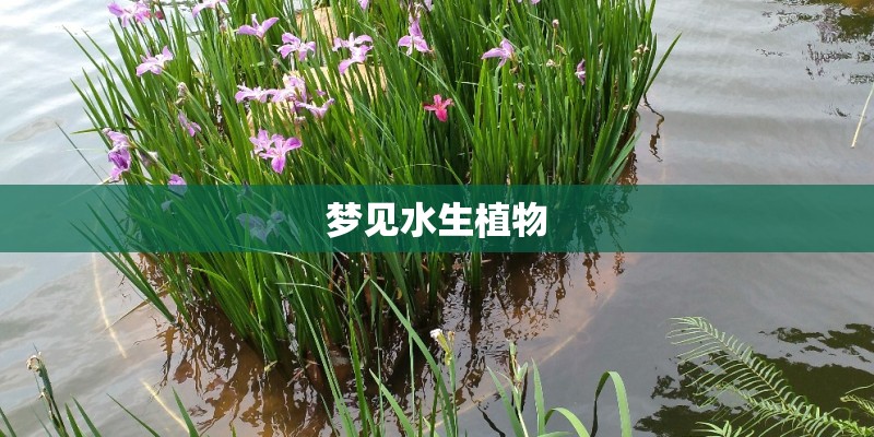 梦见水生植物