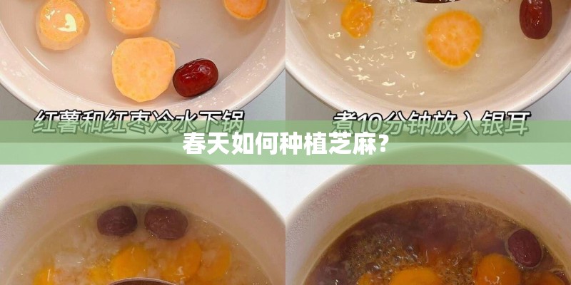 春天如何种植芝麻？