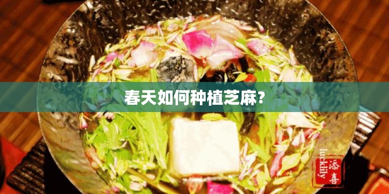 春天如何种植芝麻？