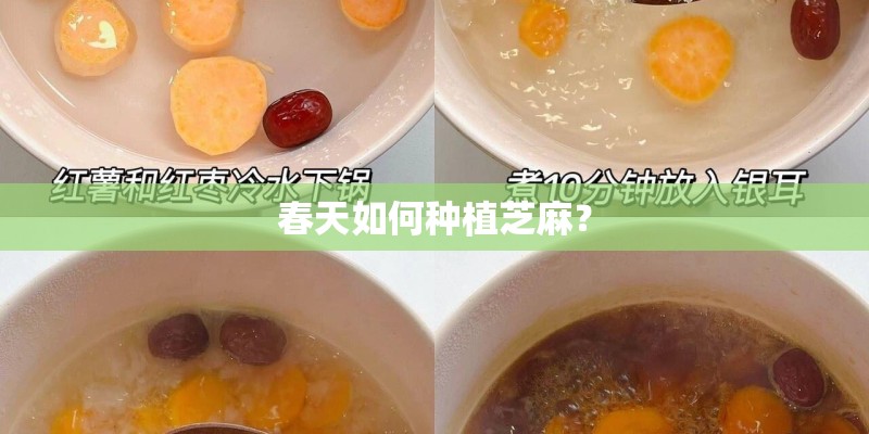 春天如何种植芝麻？