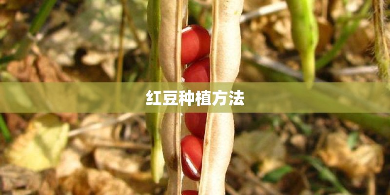红豆种植方法