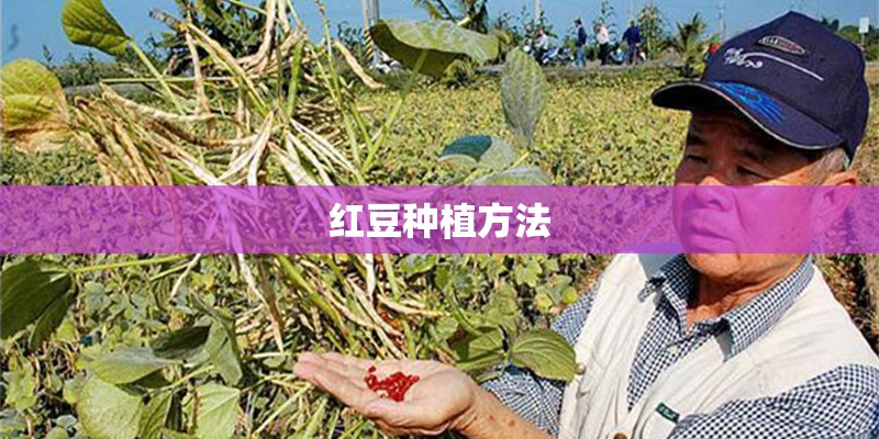 红豆种植方法