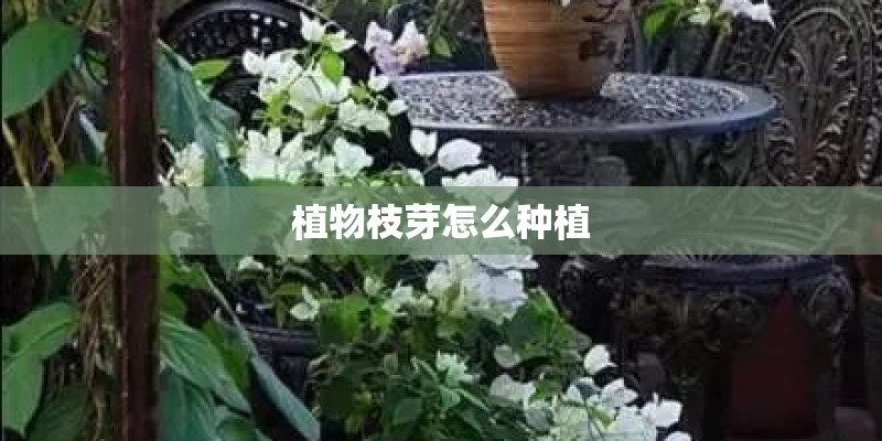 植物枝芽怎么种植