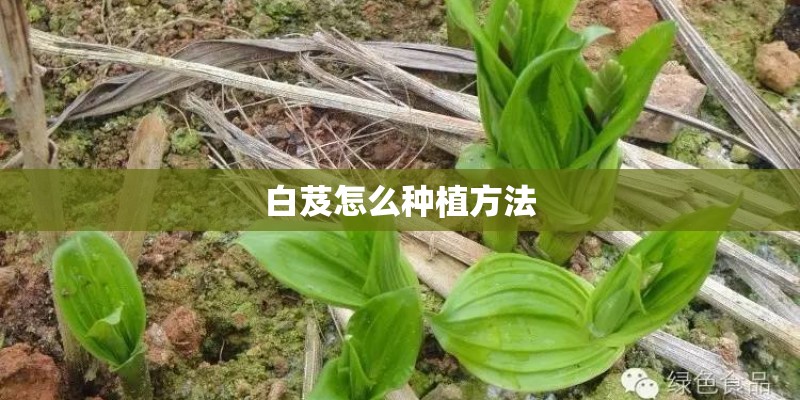 白芨怎么种植方法