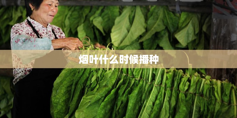 烟叶什么时候播种
