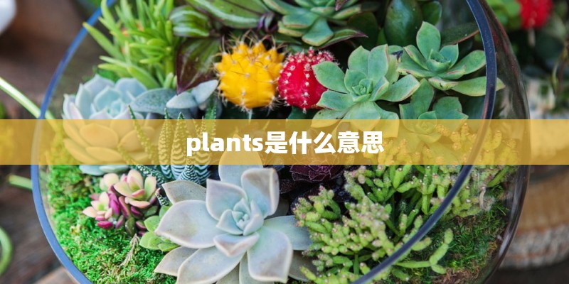 plants是什么意思