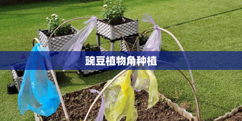 豌豆植物角种植