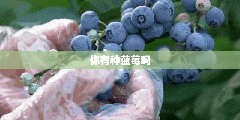 你有种蓝莓吗