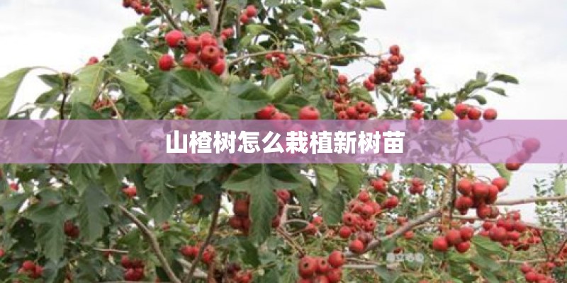 山楂树怎么栽植新树苗