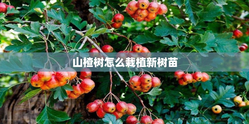 山楂树怎么栽植新树苗