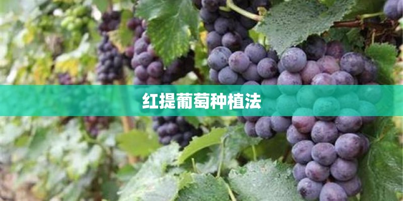 红提葡萄种植法 红提葡萄种植法