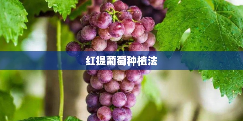 红提葡萄种植法 红提葡萄种植法