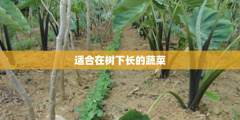 适合在树下长的蔬菜