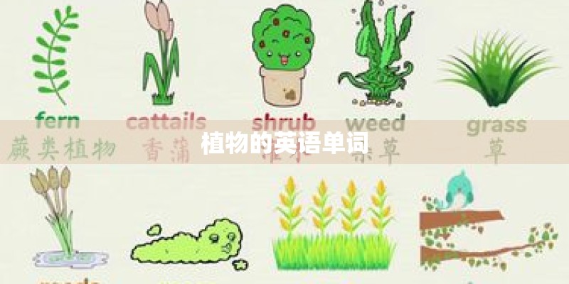 植物的英语单词