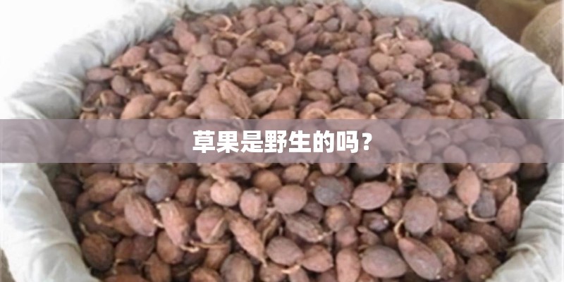 草果是野生的吗？
