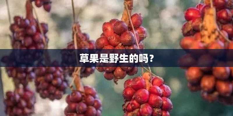草果是野生的吗？