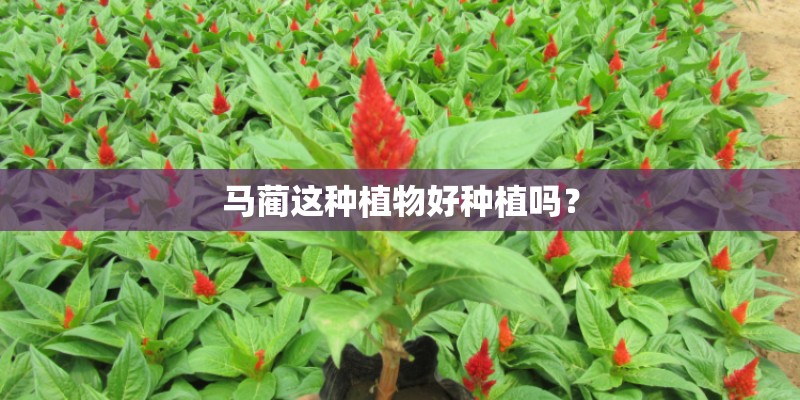 马蔺这种植物好种植吗？