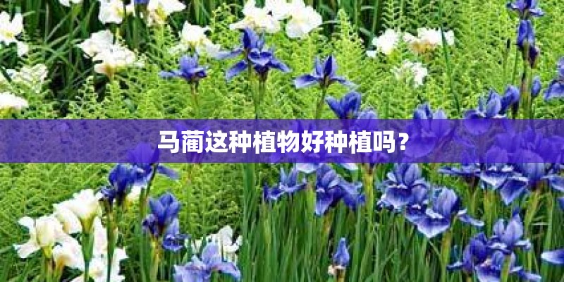 马蔺这种植物好种植吗？