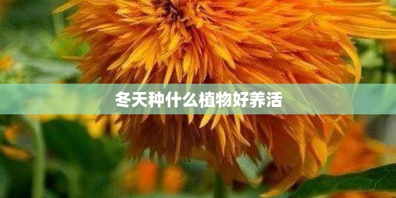 冬天种什么植物好养活