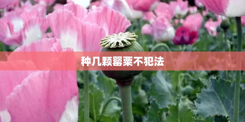 种几颗罂粟不犯法