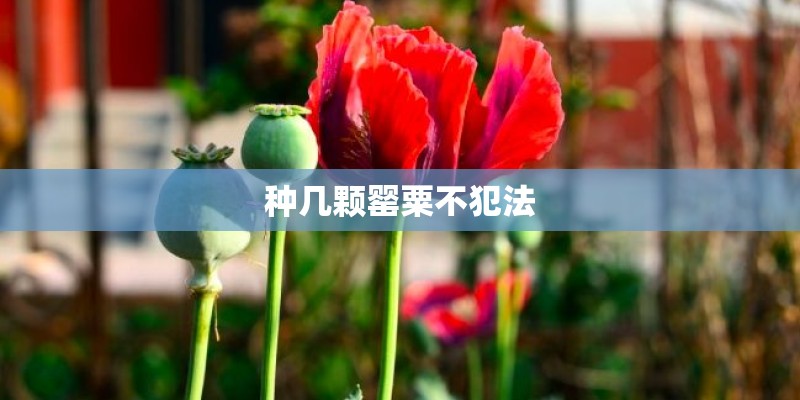 种几颗罂粟不犯法