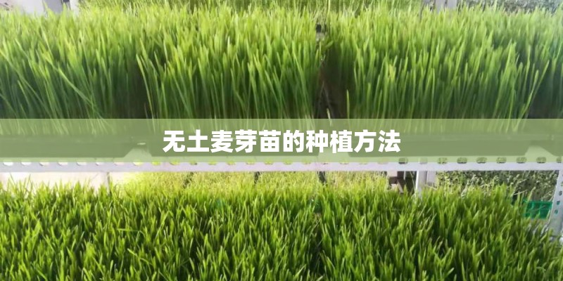 无土麦芽苗的种植方法