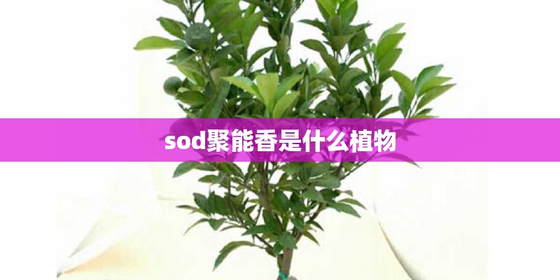 sod聚能香是什么植物