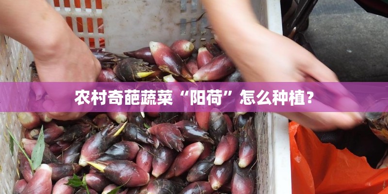 农村奇葩蔬菜“阳荷”怎么种植？